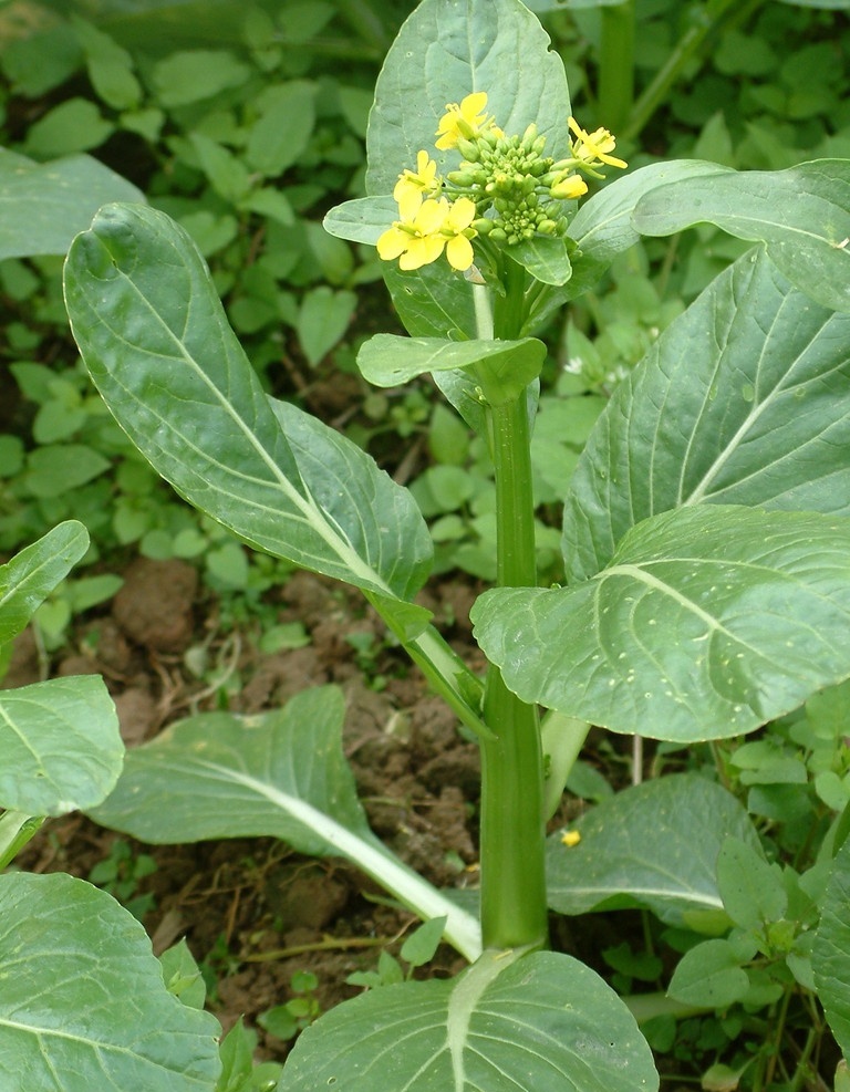 蔬菜菜心 蔬菜 菜心 田园风光 自然景观