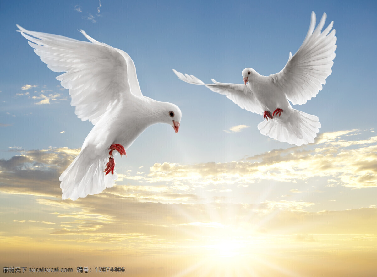 比翼双飞 晴天 阳光 鸽子 白鸽 飞翔 白色