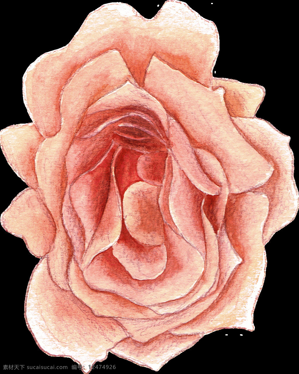 彩 铅 手绘 花朵 植物 花朵植物 手绘花朵 彩铅 彩铅植物 手绘插画 唯美 花卉花朵 手绘植物 鲜花 花束