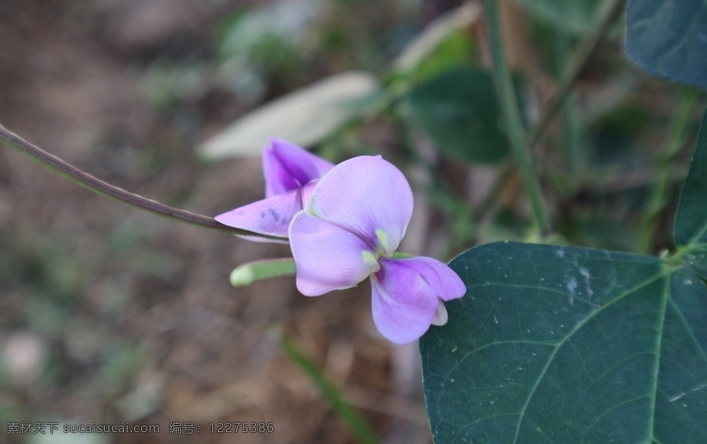 豇豆 紫色花 豇豆花 丰收 秋日 花草 生物世界 蔬菜