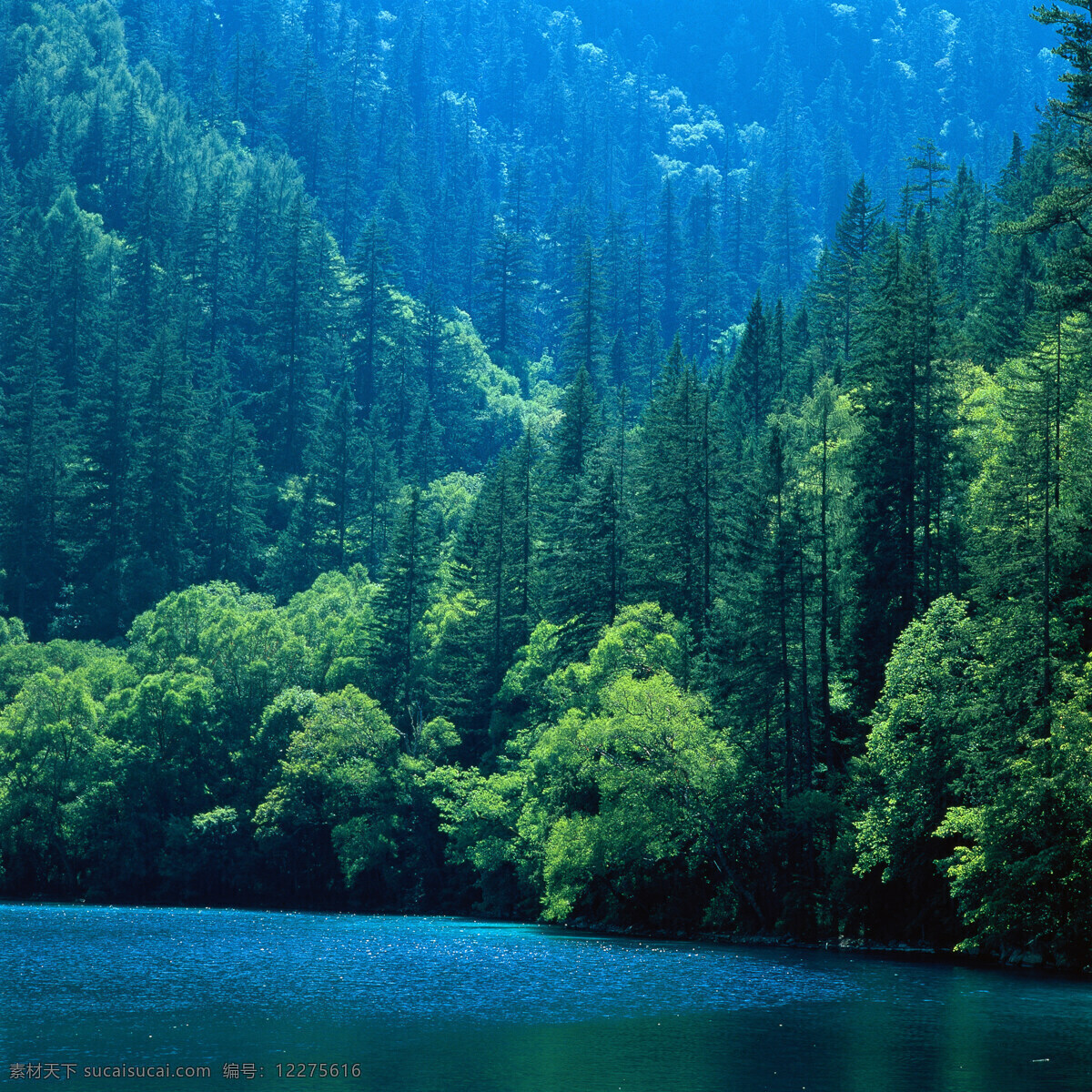 高山上的森林 蓝天的风景 高山 山地 森林 森林高山 高山森林 蓝天 风景 蓝天白云 蓝天风景 白云 白云蓝天 蓝天白云风景 风景图 大图 图 枫叶林 枫叶 蓝天下的景色 素材图片 图片的素材 素材的图片 照片 自然景观 自然风景