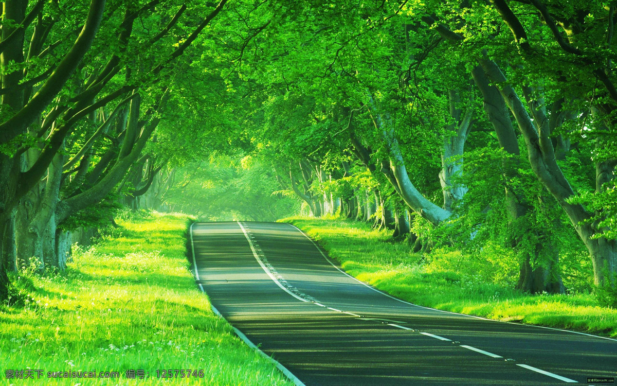 林荫大道 林荫 马路 公路 草地 自然风景 自然景观