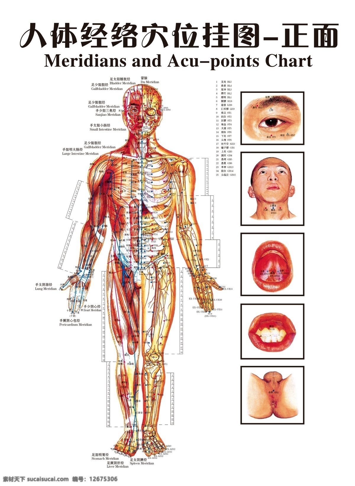 人体 经络 穴位 图 正 600线 大4开 未合层 直接 用于 印刷 广告设计模板 源文件