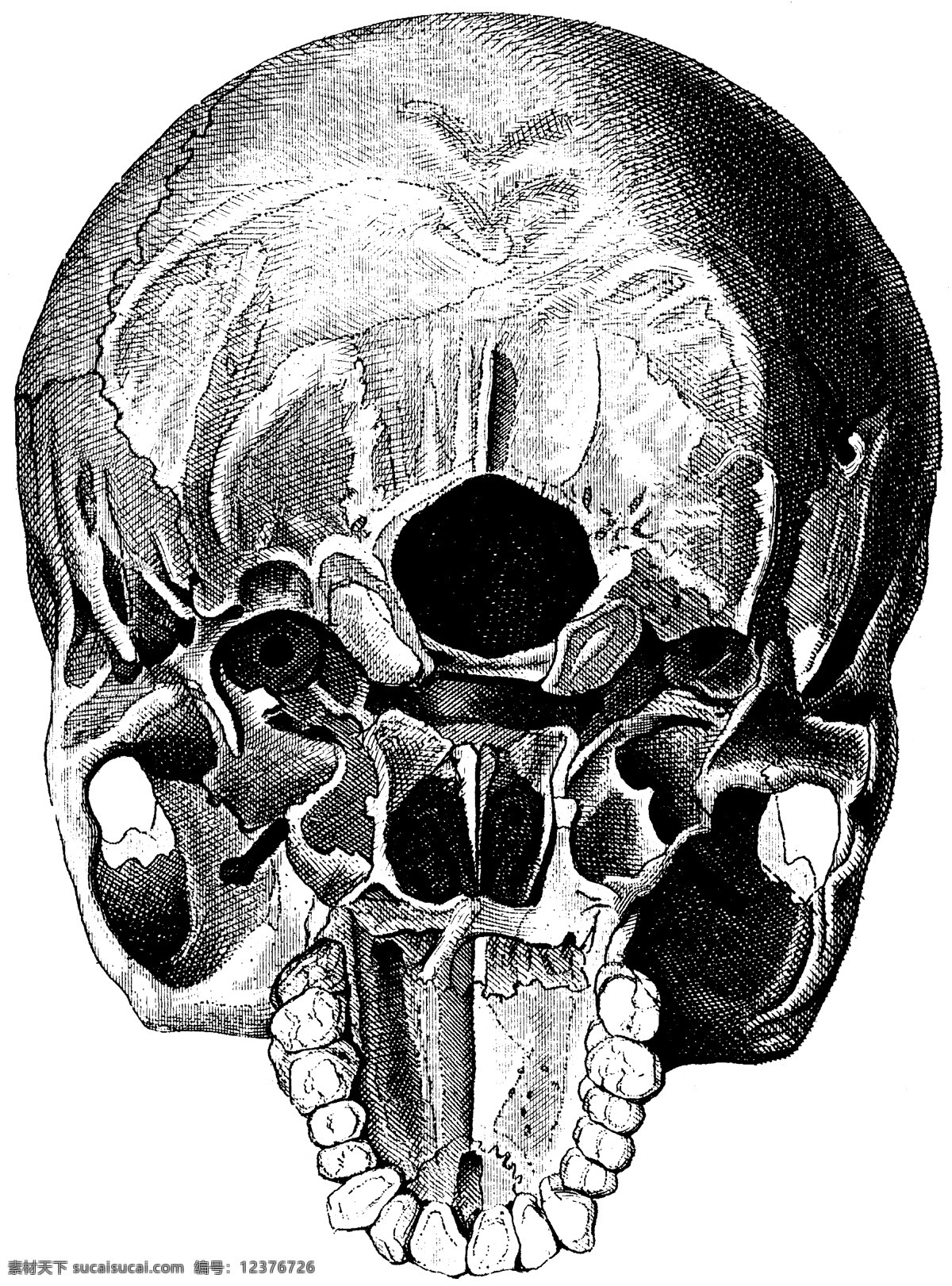 头骨内部结构 头盖骨 切片 内部 结构 脑部 分区 俯视 人体 解剖 医学 法医 人体解剖 医疗护理 现代科技
