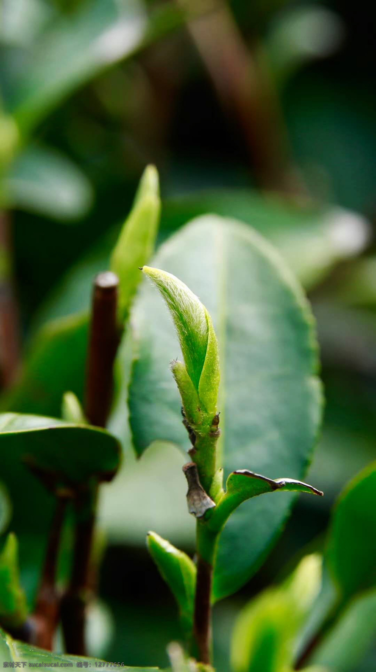 茶芽 茶毫 茶叶 白茶 福鼎白茶 白毫银针 生物世界 花草