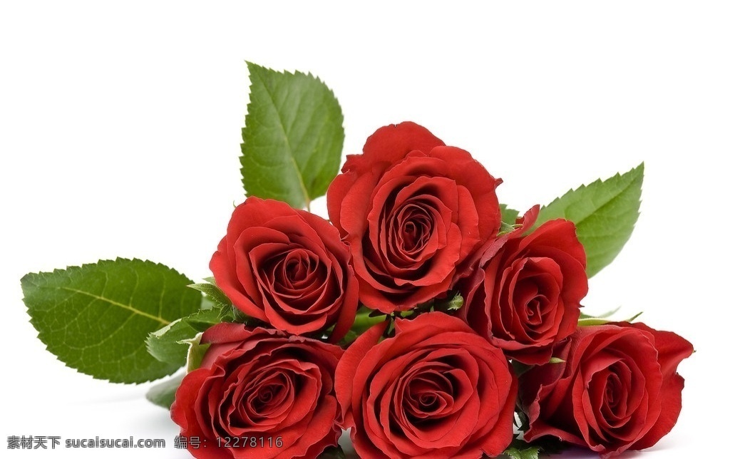 红玫瑰 玫瑰 玫瑰花 花朵 鲜花 花卉 情人节 情人节礼物 花草 生物世界