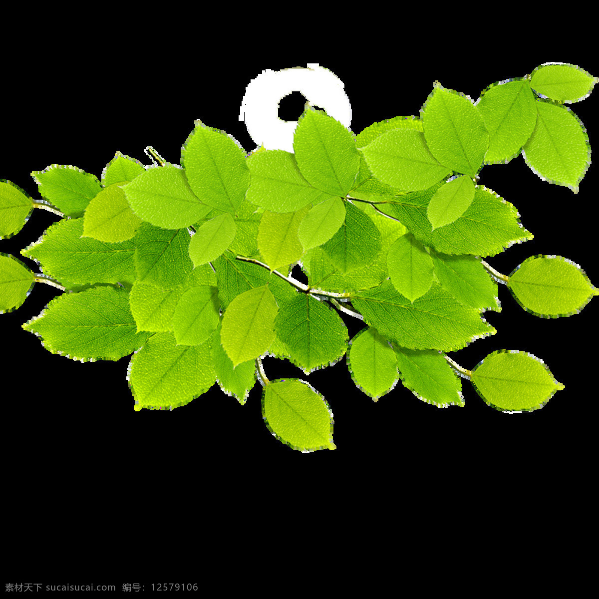 绿色 树叶 透明 免扣 抠图专用 装饰 设计素材 淘宝素材 海报设计装饰 装饰图案