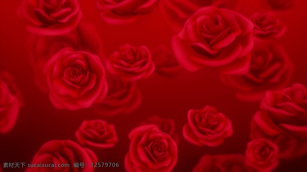 红色 玫瑰 花朵 视频 视频背景 合成视频 活动视频背景 合成视频背景 红色玫瑰 花朵视频 玫瑰视频