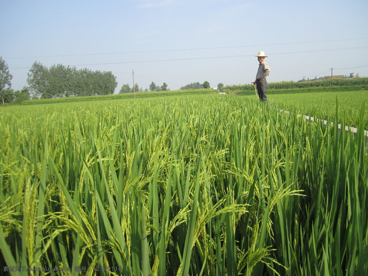 水稻 水稻田 稻谷 农作物 成熟大米 田园风光 自然景观