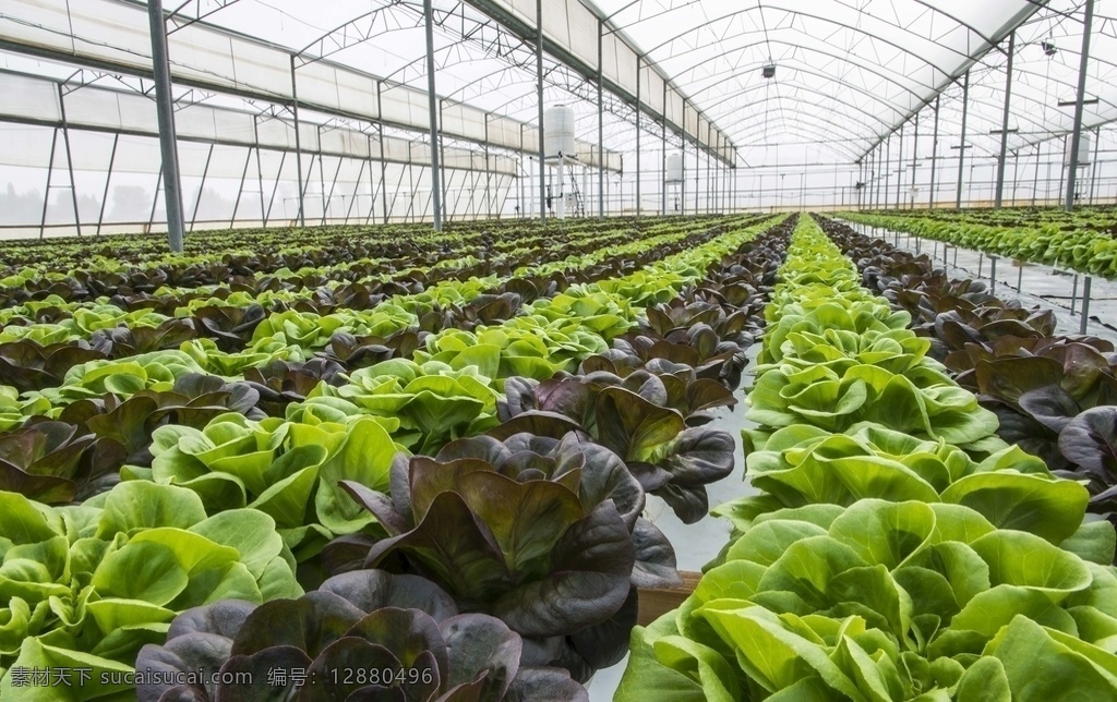 生菜 蔬菜 绿叶菜 无土栽培 大棚 温室 设施农业 植物工厂 深液流 农业 连栋温室 水培 生物世界