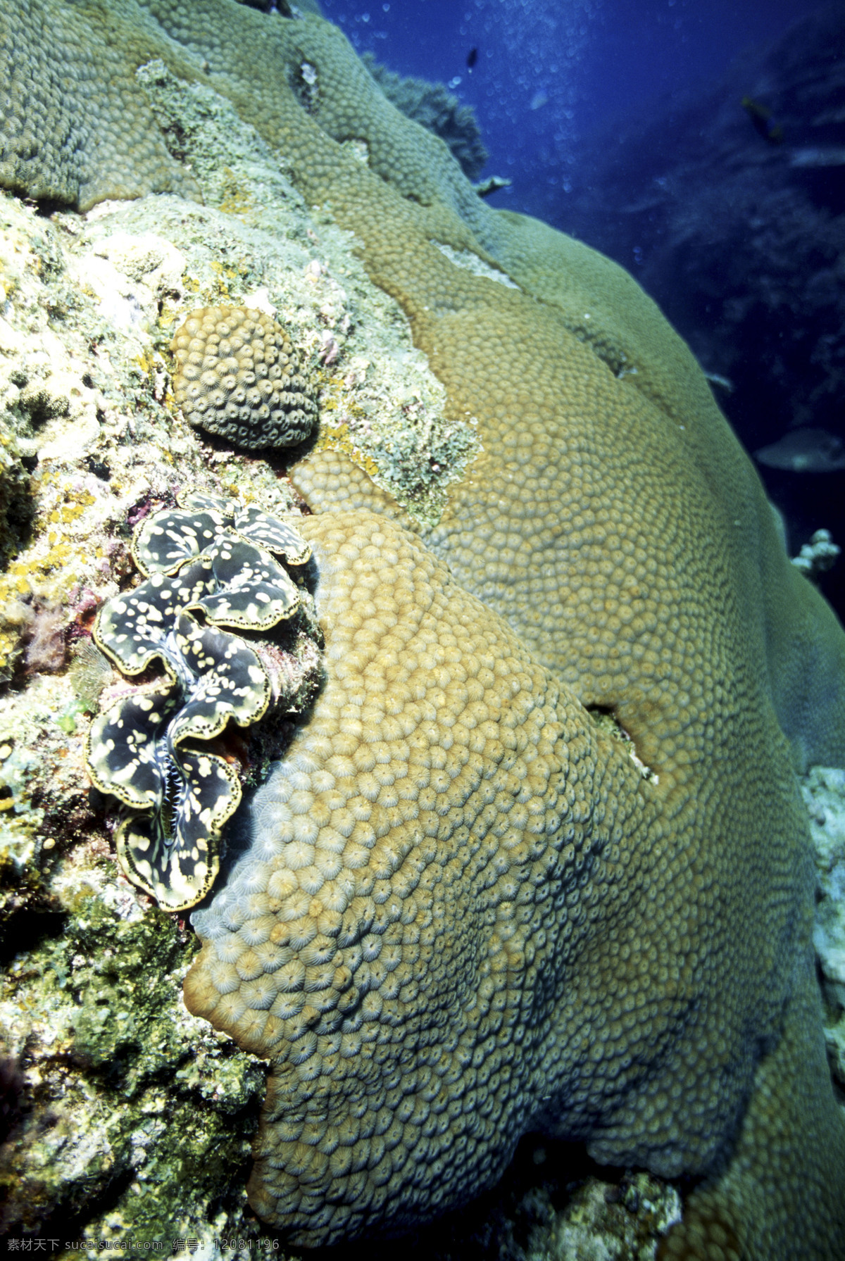 深海免费下载 安静 海胆 海底世界 海星 礁石 潜水员 珊瑚 深海 生物 水母 鱼群 探秘 鱼 生物世界