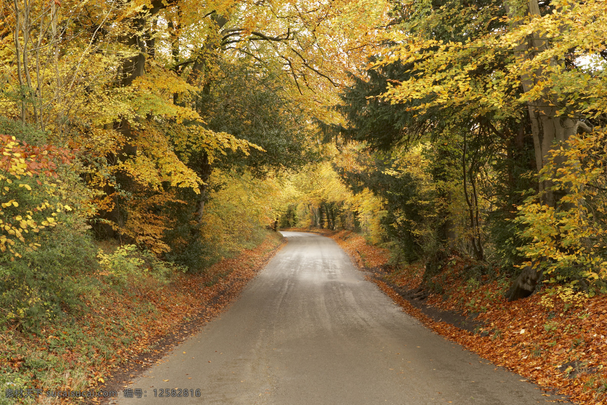 树林中的公路 秋天 枫叶 枫树林 落叶 黄叶 叶子 树叶 树林 公路 美景 风景 自然风景 自然景观 黑色