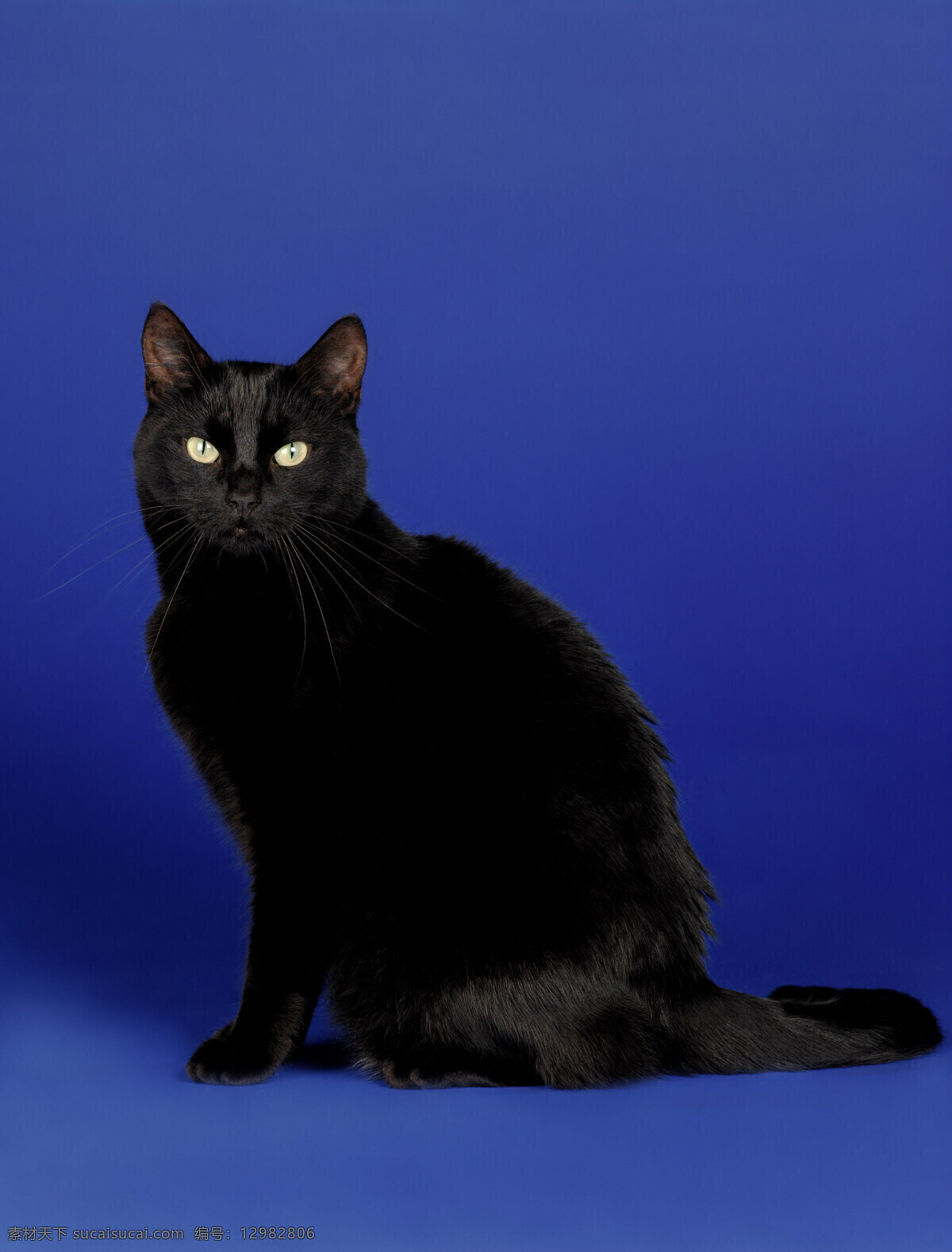 可爱小黑猫 小猫 可爱 猫咪 萌 黑猫 宠物猫 动物世界 陆地动物 生物世界 黑色