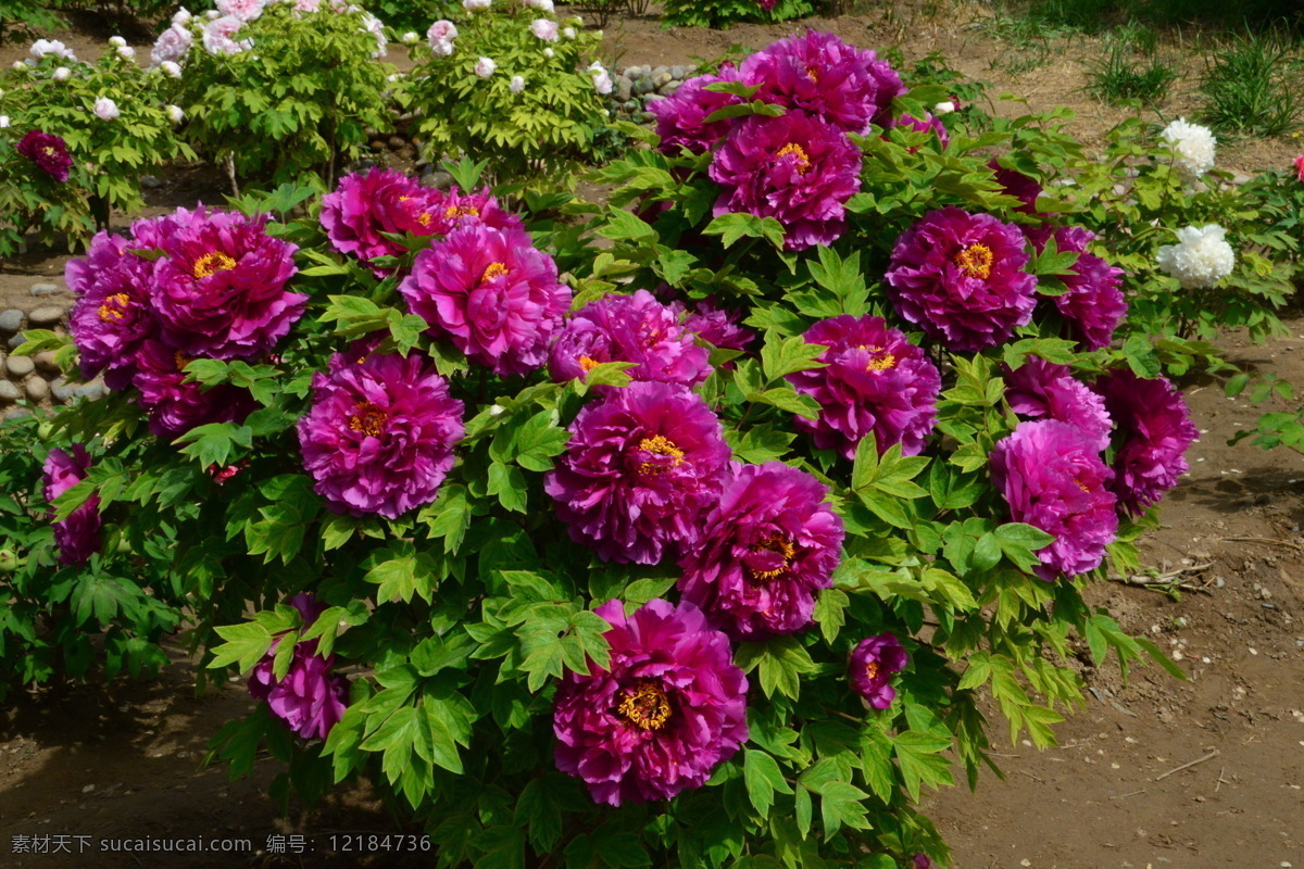 牡丹花 牡丹 观赏花卉 鼠姑 木芍药 百雨金 洛阳花 花朵 花瓣 花蕊 花卉 花儿 花草 植物 园林绿化 绿化景观 芍药牡丹 生物世界