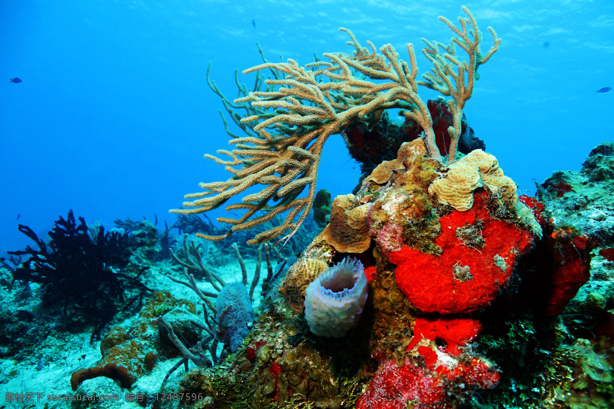 美丽 海底 生物 世界 海洋世界 海底世界 海洋生物 鱼 珊瑚 大海图片 风景图片