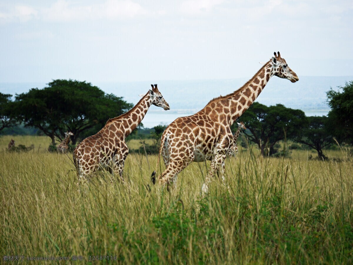 长颈鹿特写 长颈鹿 鹿角 鹿头 长颈鹿头部 头部特写 大个子 长脖子 呆萌 可爱 长颈鹿全身 生物世界 野生动物