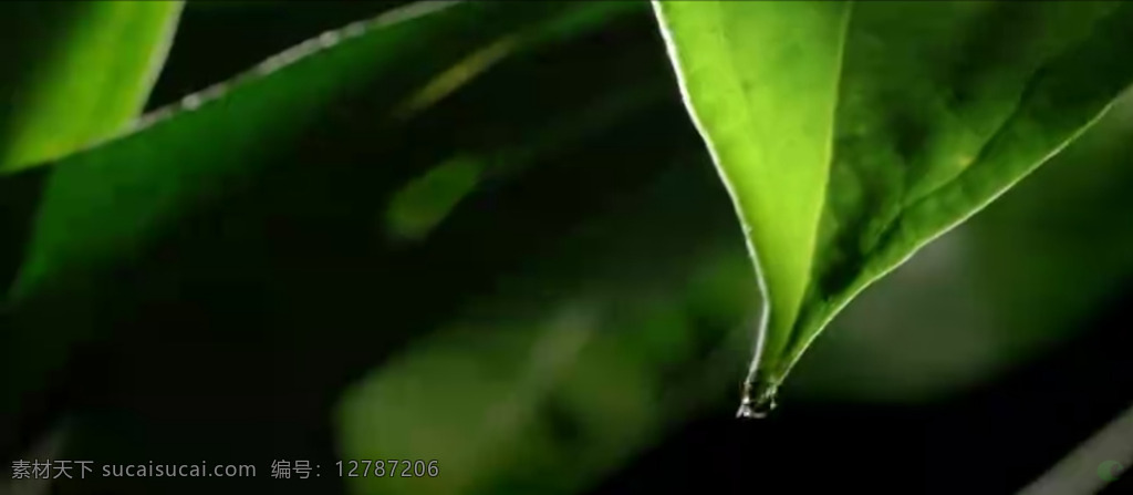 树叶 滴水 特写 高清 实拍 视频 绿叶系 水滴