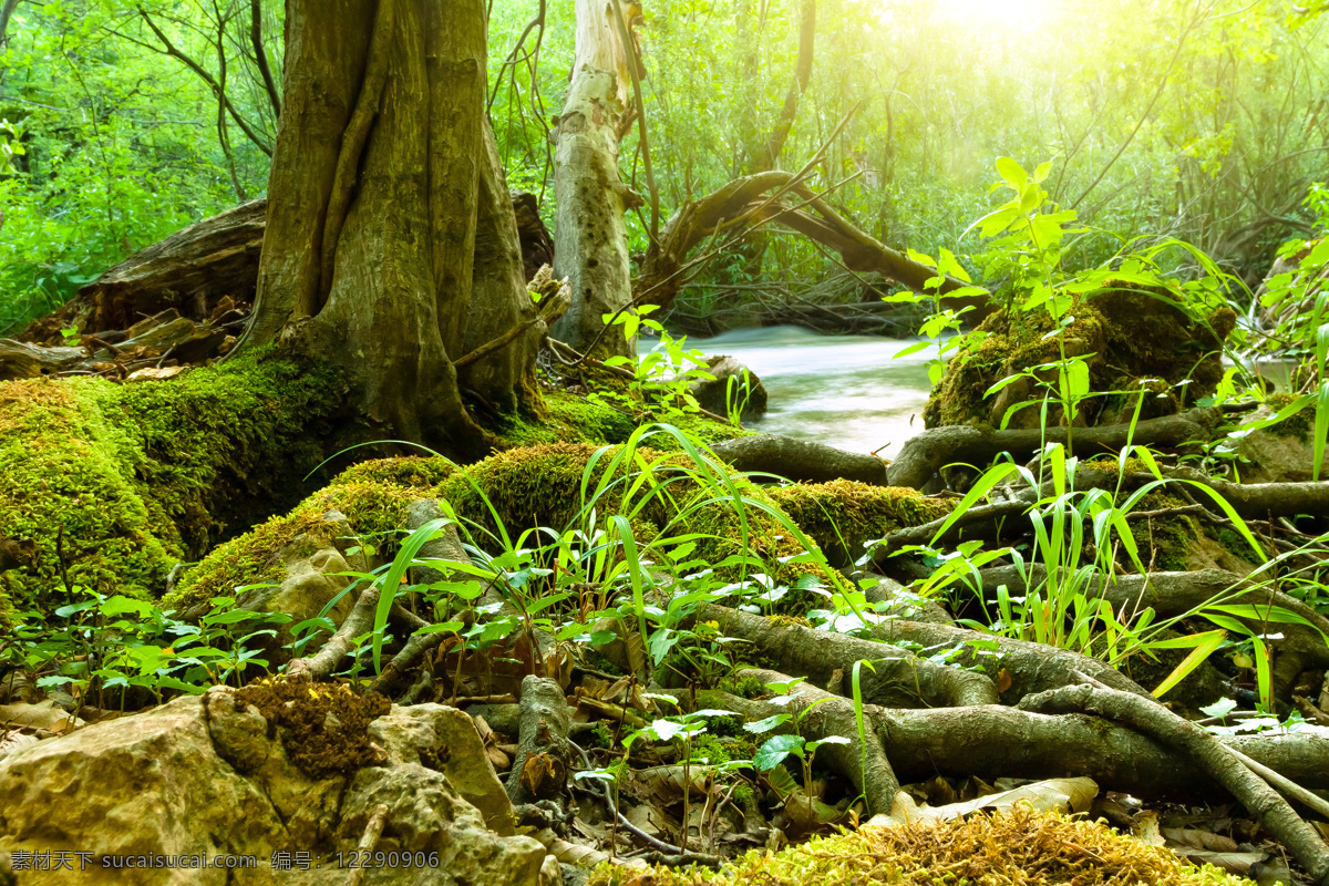 原始森林 中 河流 树木 小溪 绿色 大自然 阳光 生态 野草 自然风景 自然景观 黑色
