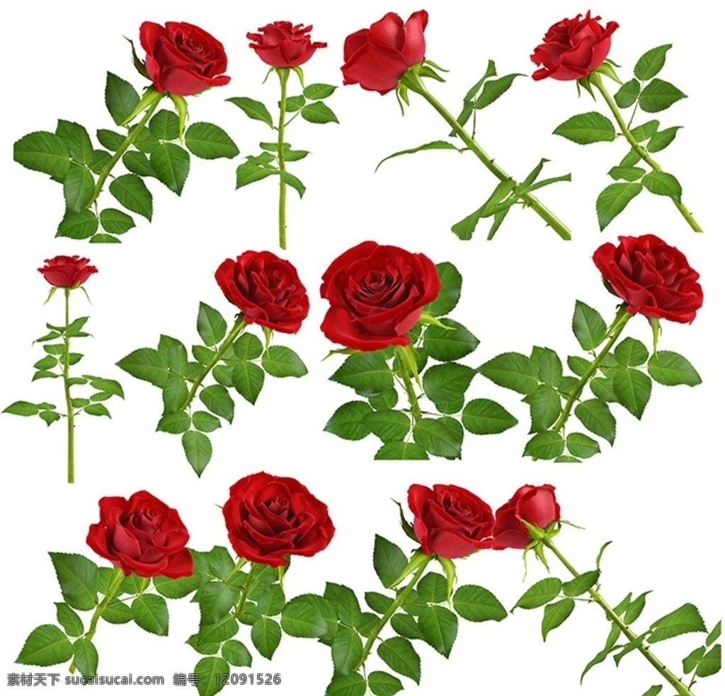 玫瑰花素材 红玫瑰 1枝玫瑰 3d 玫瑰特写 花卉植物 分层
