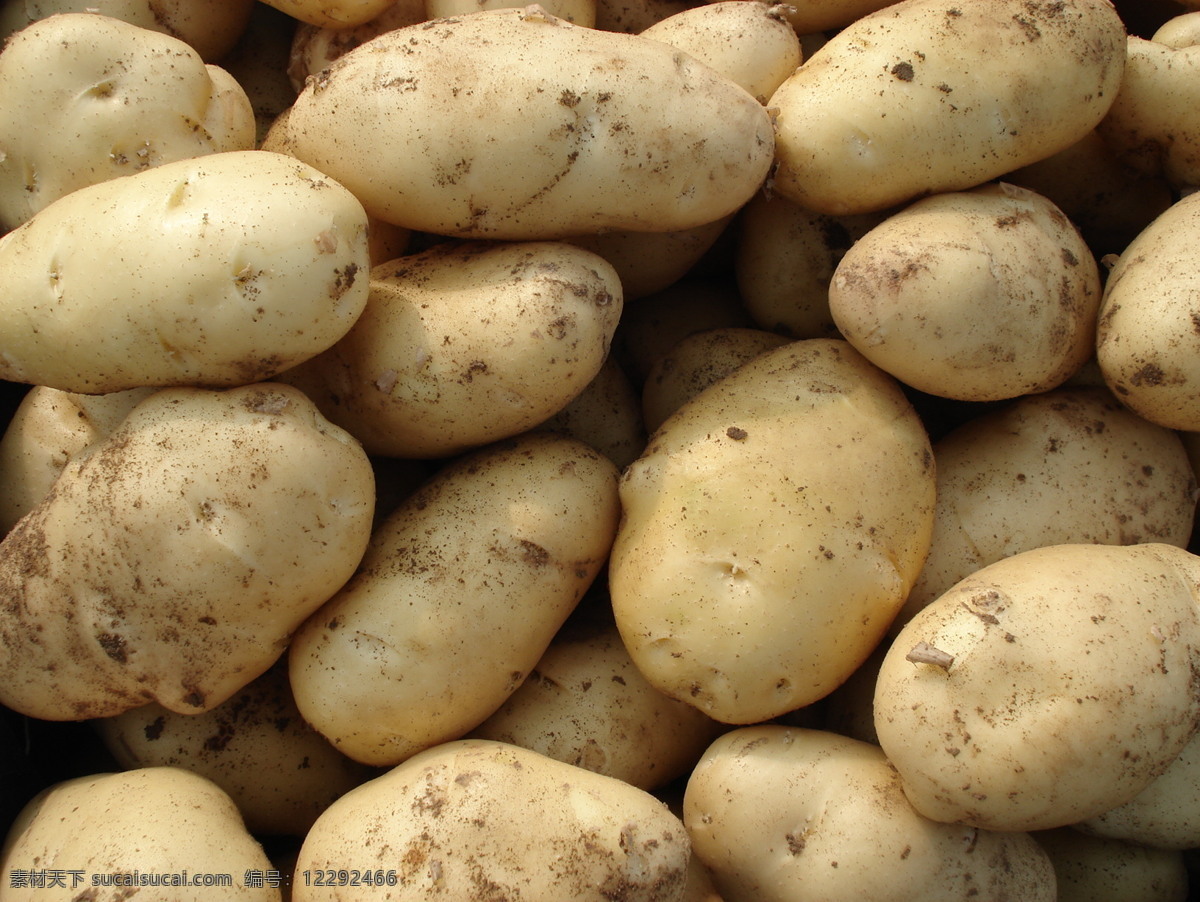 新鲜土豆 土豆 马铃薯 鲜马铃薯 土豆地 现代科技 农业生产