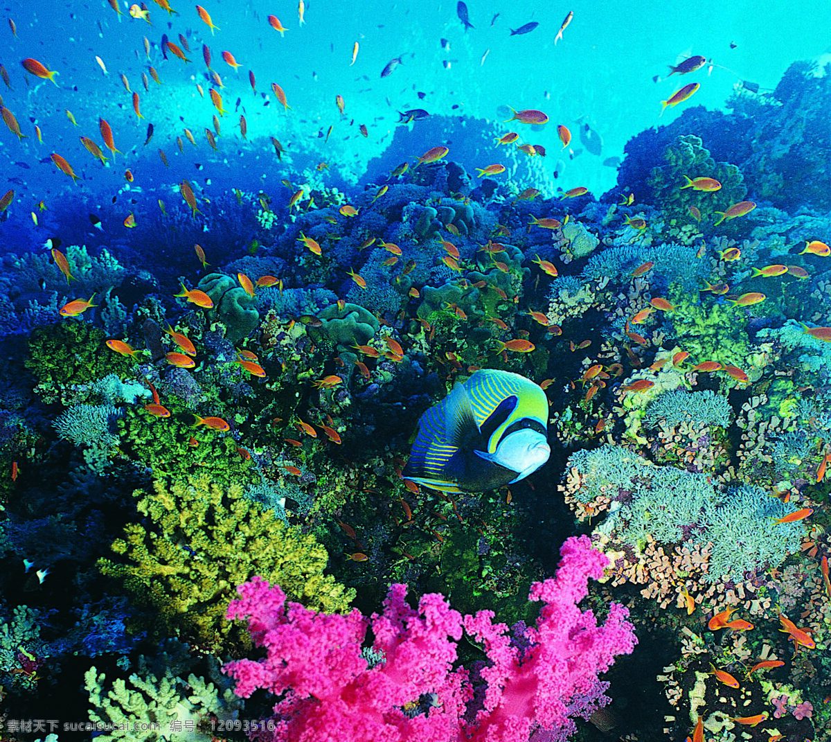 海底鱼 海底风景 生物世界 海洋生物 鱼 摄影图库