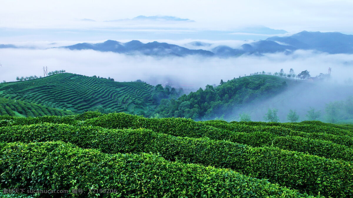 茶园 茶厂 茶 茶叶 农场 旅游摄影 国内旅游