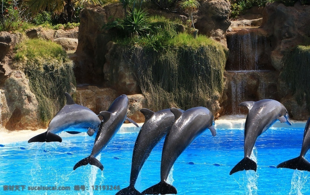海狶 鱼兽 鱼狸 海豚鱼 海豨 海猪 海猪仔 oceanic dolphins delphis delphinids 水生哺乳动物 哺乳动物 海洋哺乳动物