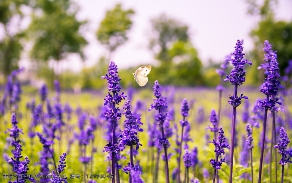 蓝紫色 鼠尾草 蓝紫色鼠尾草 紫色花 鲜花 花海 盛开 成片 花卉 植物 生物世界花卉 生物世界 花草