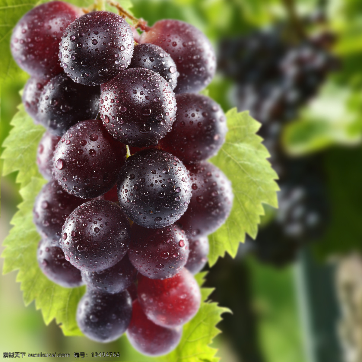 葡萄摄影 农业 葡萄 绿色植物 果园 生物世界 水果