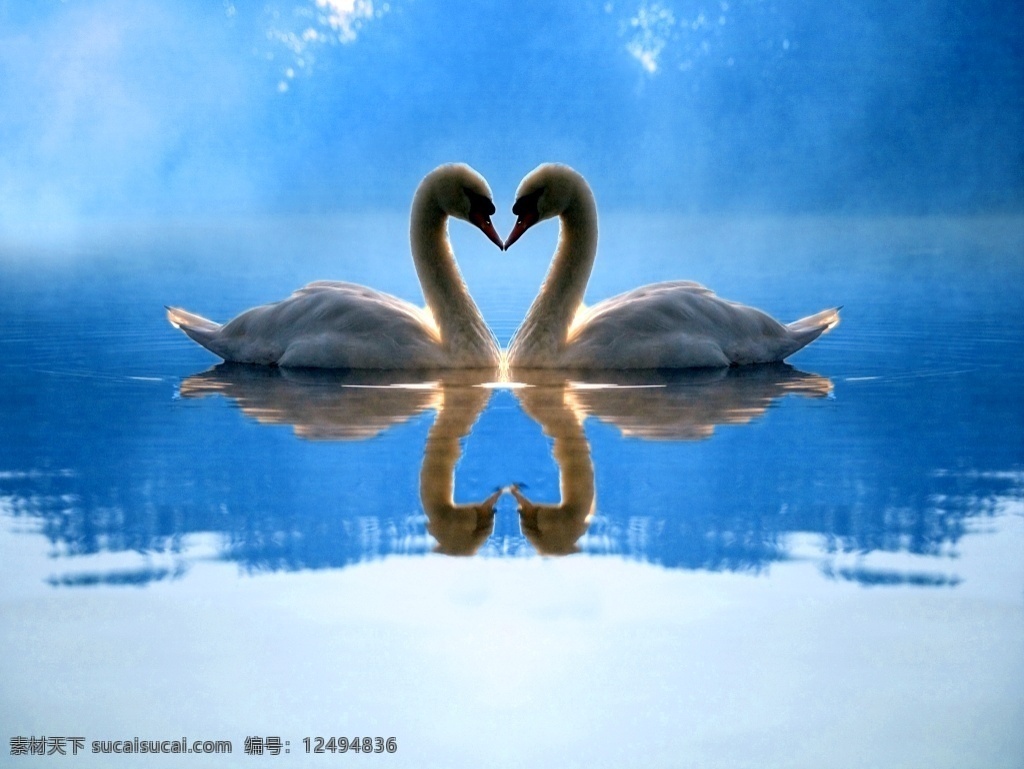 两 只 天鹅 湖面 蓝色 水面 倒影 风景 装饰画 两只天鹅