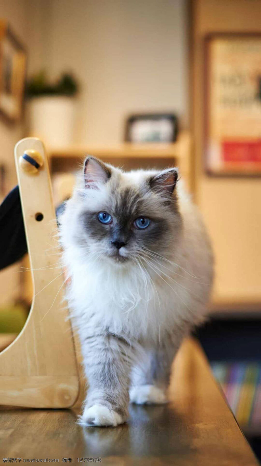 漂亮的猫咪 蓝眼睛 白胡须 美丽的猫咪 机警的猫咪 宠物猫 生物世界 家禽家畜