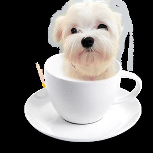 可爱 浅色 茶杯 犬 产品 实物 茶杯犬 产品实物 宠物狗 生肖狗 小狗