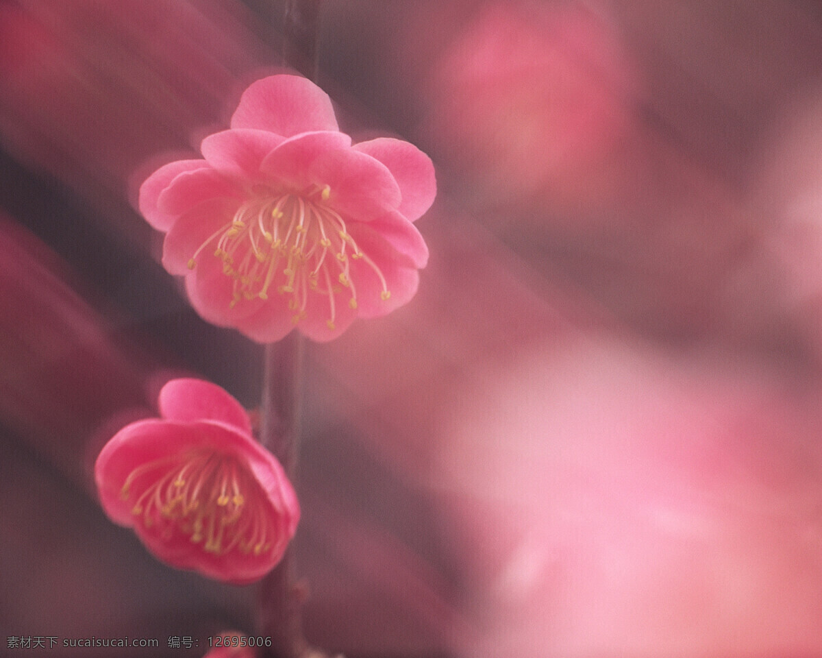 春暖花开 背景 风景 花 花草 花季 摄影图库 植物世界 自然风景 自然景观 花的季节 生活 旅游餐饮