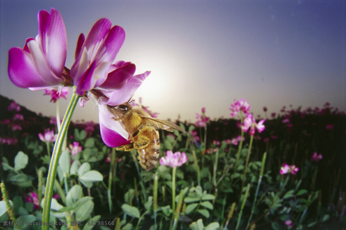 花海 里 勤劳 小 蜜蜂 小蜜蜂 采蜜 美丽鲜花 花丛 花朵 动物世界 昆虫世界 花草树木 生态环境 生物世界 野外 自然界 自然生物 自然生态 高清图片 自然 植物 户外