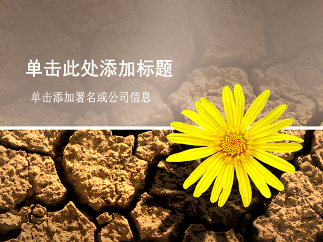 龟裂 土地 上 小花 模板 黄色花朵 植物 生态 幻灯片