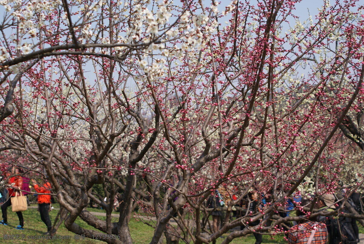 梅花 春 春天 花 花草 蓝天 绿地 树林 树枝 踏青 梅树 树木 梅林 生物世界 psd源文件