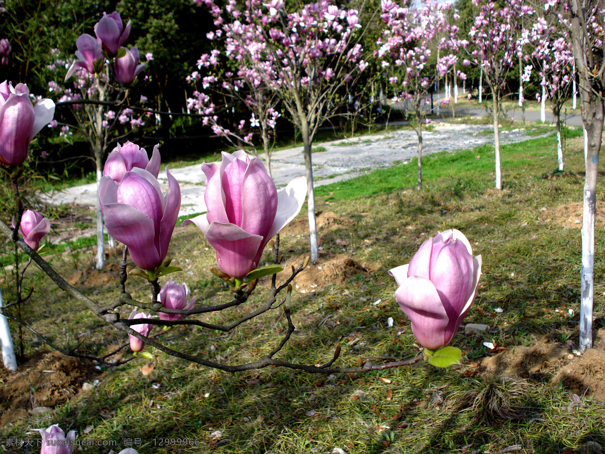 广玉兰 花朵 花卉 粉色花 鲜花 春天 生物世界 花草 摄影作品