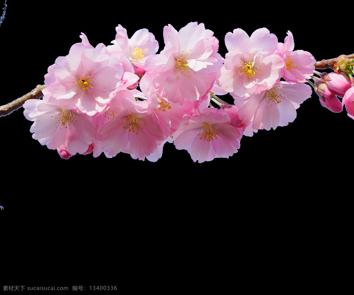 梦幻 粉色 花朵 元素 浪漫 唯美 粉色花朵 花枝 花苞 免抠