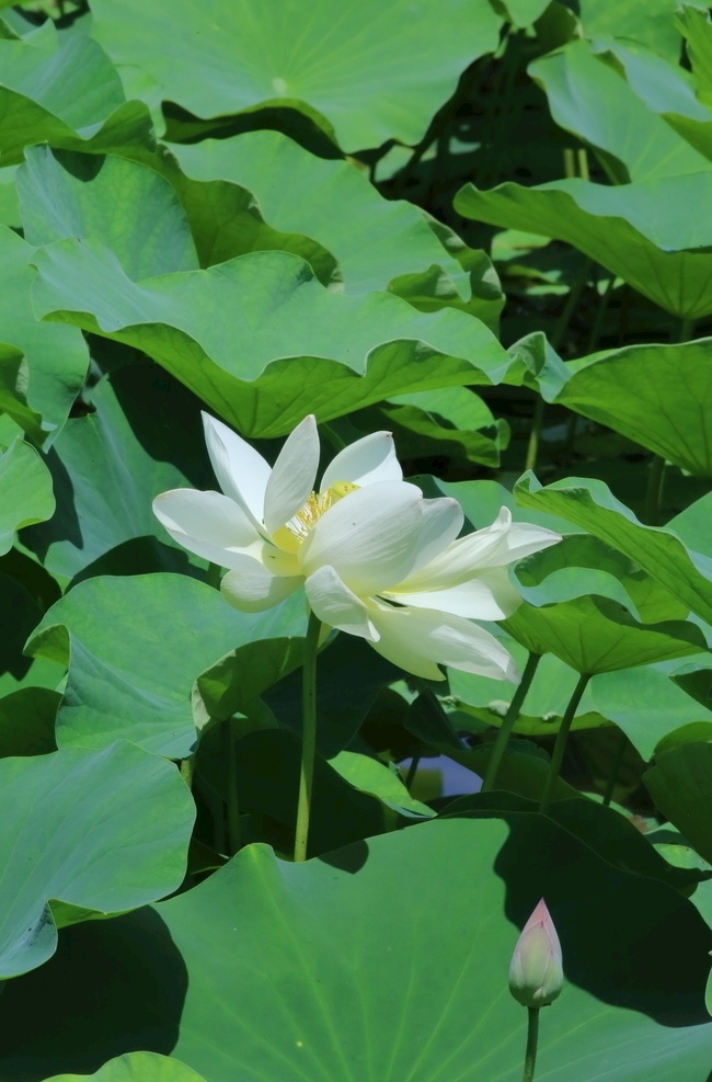 荷叶荷花 荷塘荷花荷叶 莲花池风景 花朵 花瓣 园林风景景 荷花 荷叶 荷塘 荷花摄影 园林 植物 花草 湖水 绿叶 荷花荷叶荷塘 生物世界