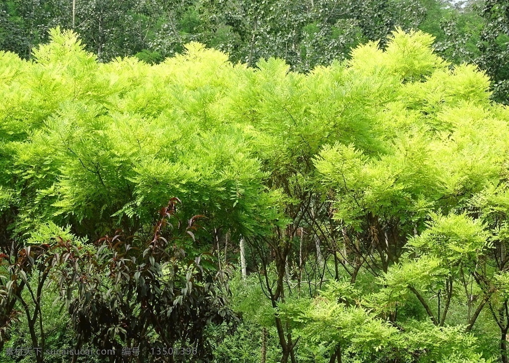 绿树背景图片 绿树背景 绿树 小树 森林背景 公园树 森林景色 树 一片绿叶 绿色世界 自然景观 自然风景