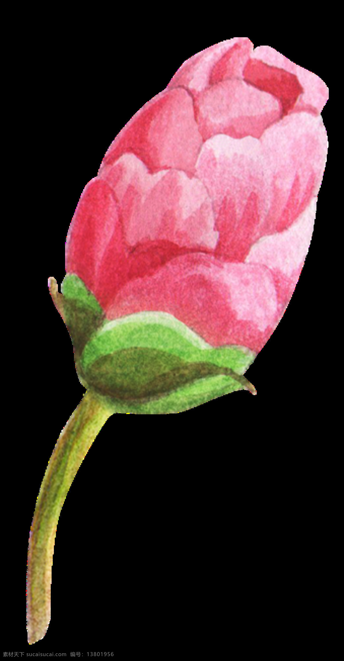 朵 未 开花 花苞 透明 粉红色 花梗 绿色 免扣素材 水彩 透明素材 唯美 叶子 装饰图案