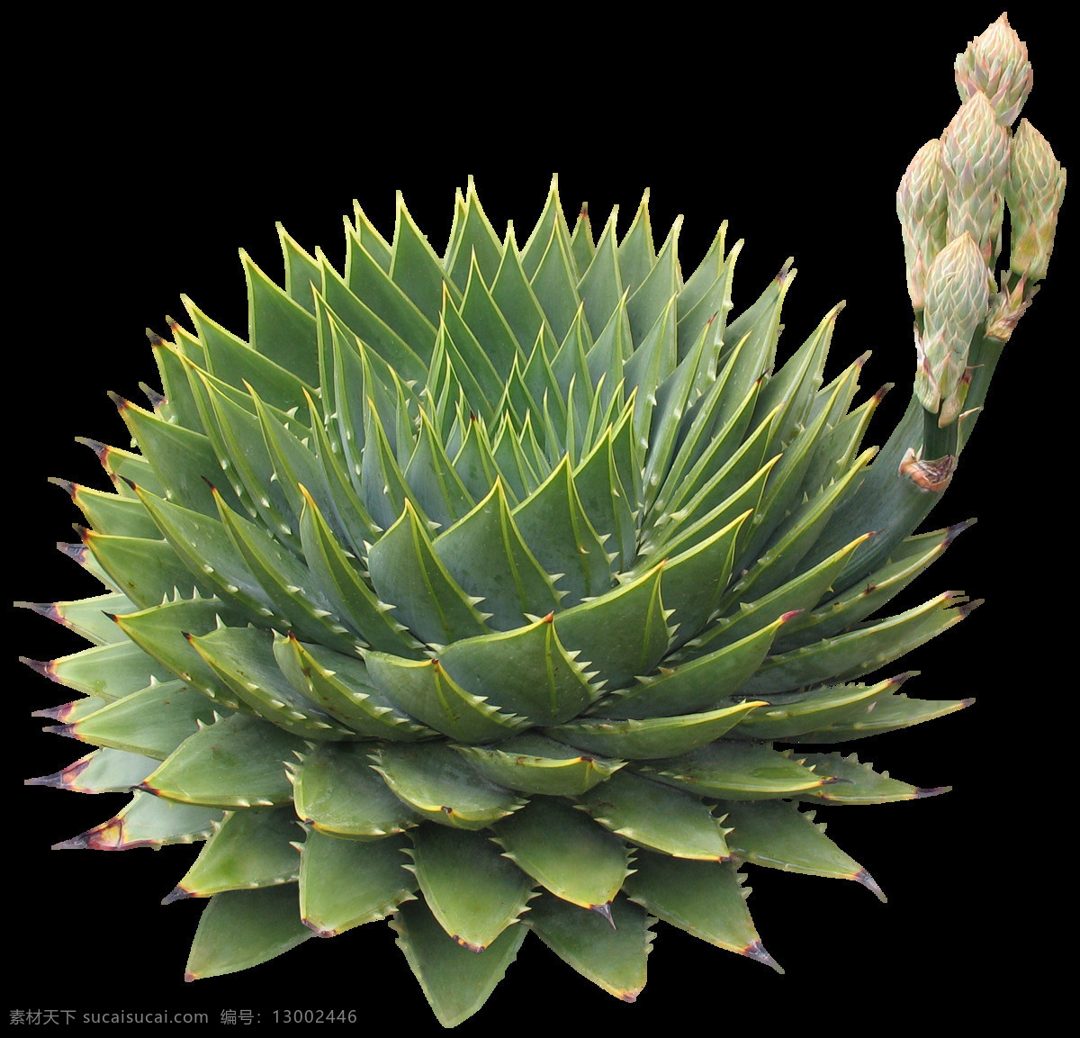 免扣花卉素材 生物世界 花草 玫瑰花 玫瑰花图片 玫瑰花壁纸 玫瑰花素材 玫瑰 素材图片 红玫瑰 月季花 鲜花 鲜花图片 鲜花素材 花朵 创意图片 花瓣 情人节 花 花卉 花蕊 爱情图片 爱情 植物 绿色植物 植物图片 透明背景 免扣图 风景