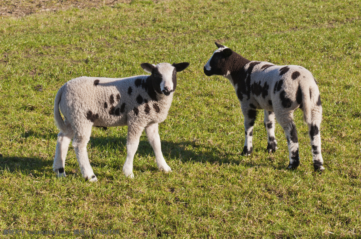 草地 上 小 羊羔 羊 小羊羔 动物摄影 动物世界 陆地动物 生物世界