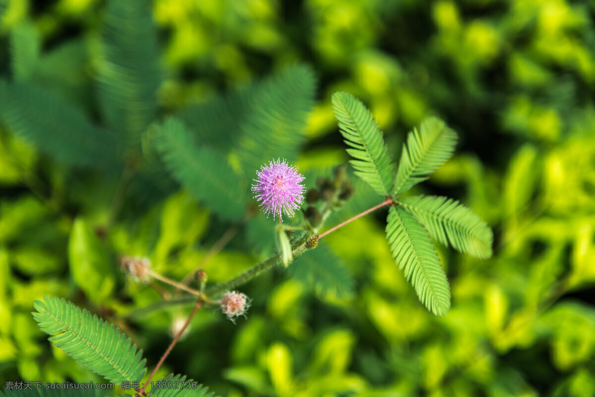 含羞草 花 自然 植物 美丽 花卉 春天 夏天 叶 生物世界 花草