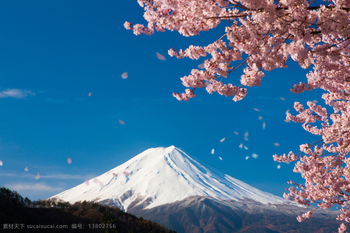 樱花树 樱花观赏 樱花花瓣 粉色花 赏樱花 日本樱花 樱花素材 植物花卉 生物世界 花草