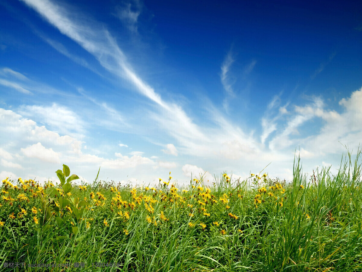风景 自然风景 美景 蓝天白云 天空 天空下的花儿 花丛 草丛 黄色的花朵 花 壁纸 美图 自然景观