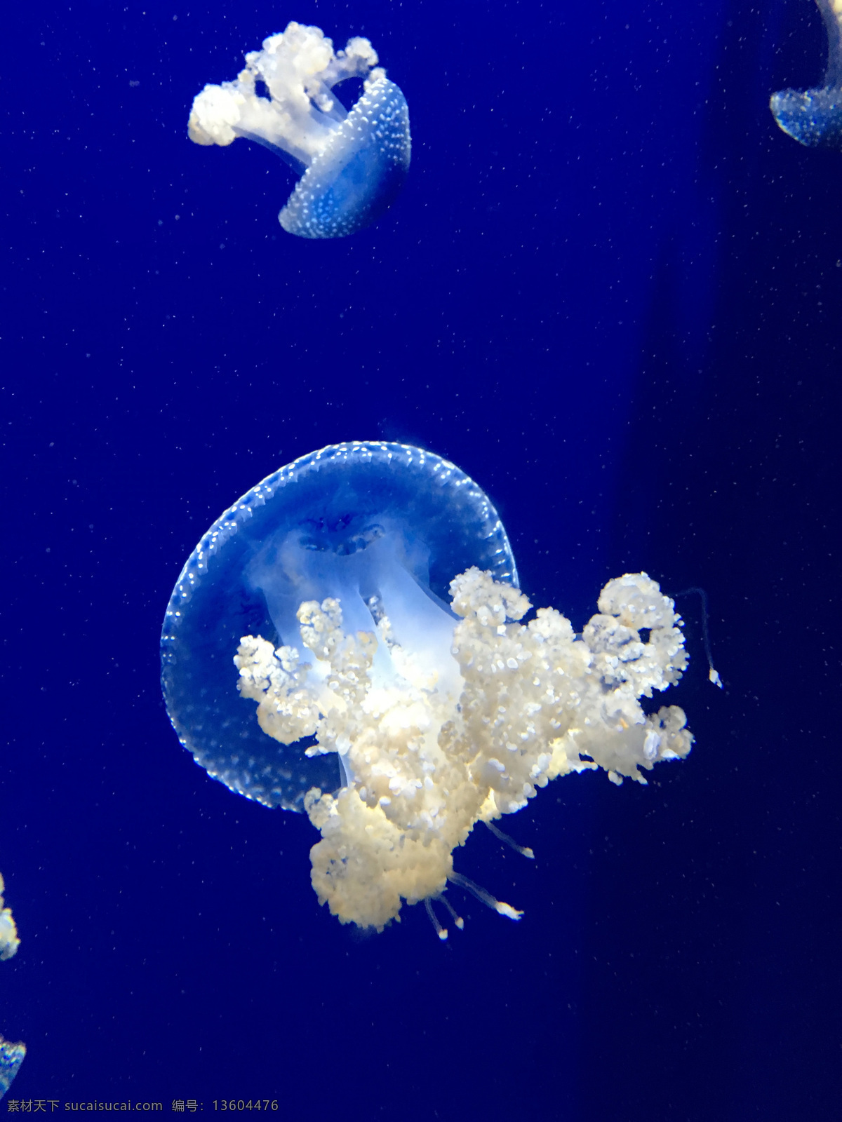 水母 海蜇 蓝色 梦幻 海洋世界 海底世界 美丽水母 蓝色水母 白色水母 透明水母 梦幻水母 蓝色海蜇 梦幻海蜇 透明海蜇 神秘水母 神秘海蜇 十字水母目 旗口水母目 根口水母目 生物世界 海洋生物