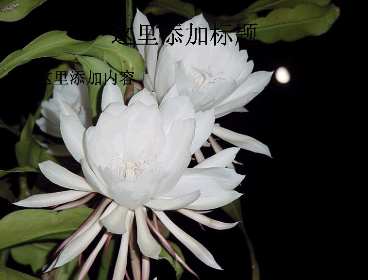 月下 美人 昙花 高清 电脑 白色 自然风景 花卉 迷人景色 月下美人 模板