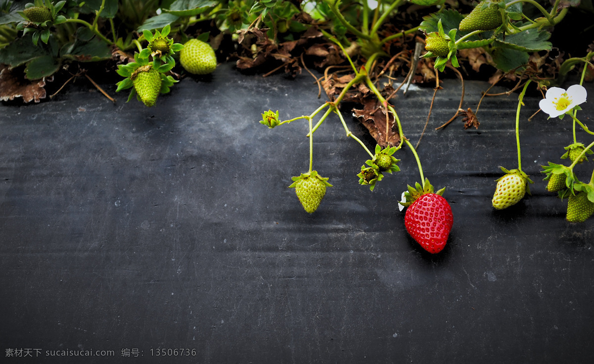 生长 草莓 植物 特写 近景 藤蔓