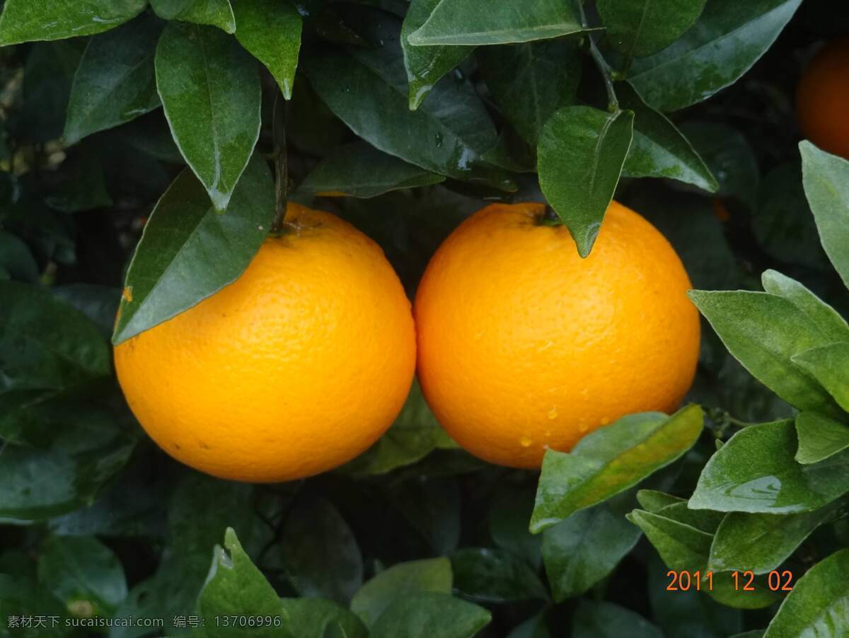 橙子 成熟 脐橙 橙子树 果树 果园 水果 美食 美味 多汁 甜橙 生物世界